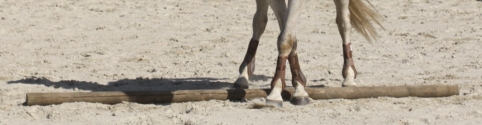 Working Equitation i Skåne